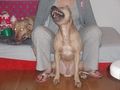 American Staffordshire Terrier Hunde Foto 42094 American Staffordshire Terrier Ich bin stolzer Vater geworden!!