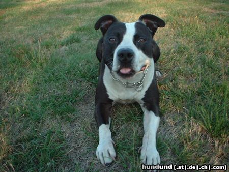 American Staffordshire Terrier Hunde Foto 13119 American Staffordshire Terrier Hi , lucky Luck 8 jähriger Rüde aus Fulda