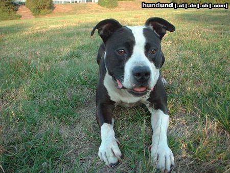 American Staffordshire Terrier Hi , lucky Luck 8 jähriger Rüde aus Fulda