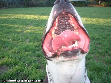 American Staffordshire Terrier Lucky lucke 
