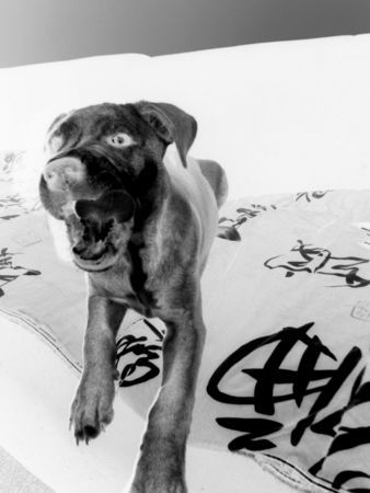 American Staffordshire Terrier Hunde Foto 29823 American Staffordshire Terrier