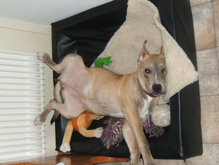 American Staffordshire Terrier Hunde Foto 29236 American Staffordshire Terrier Diva