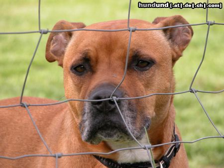 American Staffordshire Terrier Hunde Foto 24198 American Staffordshire Terrier