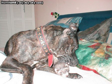 American Staffordshire Terrier Meine Prinzessin mit ihrem Frettchen,das sie als ihr Baby ansieht,warum auch immer ;-)