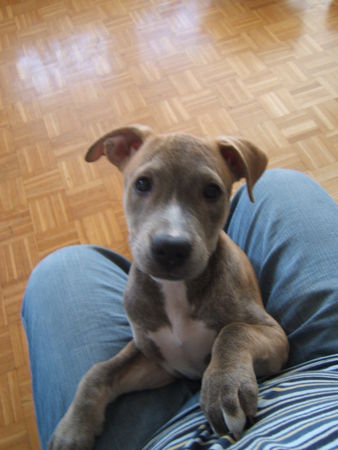 American Staffordshire Terrier Hunde Foto 28952 American Staffordshire Terrier üsi süässi Diva