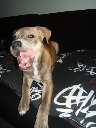 American Staffordshire Terrier Hunde Foto 28939 American Staffordshire Terrier