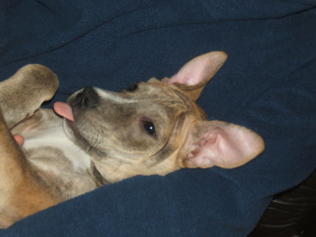 American Staffordshire Terrier Hunde Foto 28951 American Staffordshire Terrier üsi süässi Diva