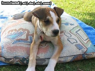 American Staffordshire Terrier gerade aufgewacht