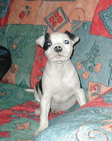 American Staffordshire Terrier