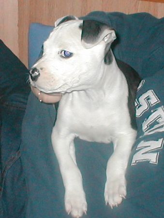 American Staffordshire Terrier
