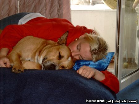 American Staffordshire Terrier Hunde Foto 19434 American Staffordshire Terrier mein spike und ich