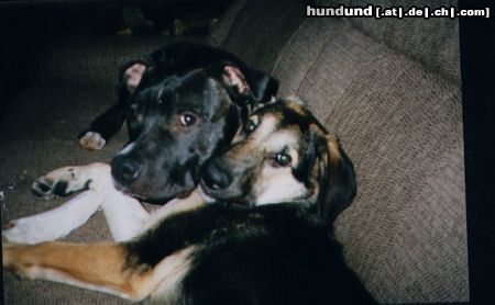 American Staffordshire Terrier meine grosse Liebe