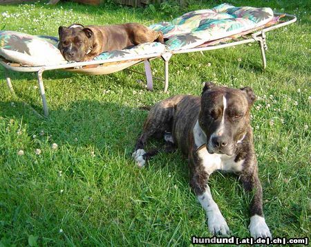 American Staffordshire Terrier Hunde Foto 7664 American Staffordshire Terrier Im Garten