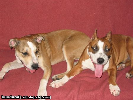 American Staffordshire Terrier Hunde Foto 7578 American Staffordshire Terrier Aisha und Mexx