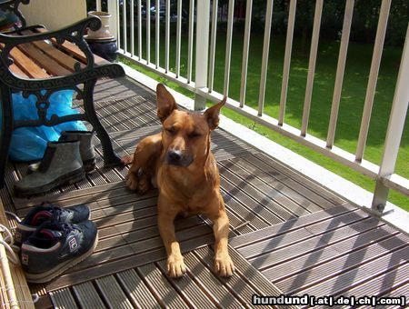 American Staffordshire Terrier A- stafford-shaferhund:al gesehen?NEIN!