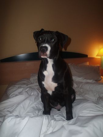 American Staffordshire Terrier Hunde Foto 29429 American Staffordshire Terrier so schön bin ich