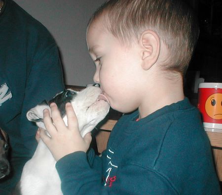 American Staffordshire Terrier