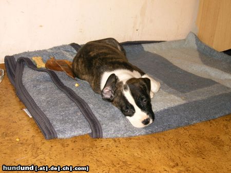 American Staffordshire Terrier Hunde Foto 17506 American Staffordshire Terrier bin ich müüüde