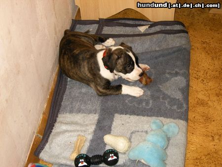 American Staffordshire Terrier Hunde Foto 17508 in höherer Auflösung ansehen American Staffordshire Terrier