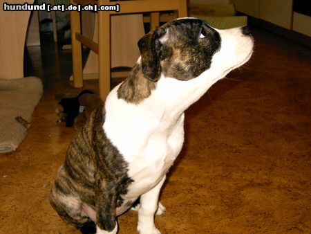 American Staffordshire Terrier Hunde Foto 17510 in höherer Auflösung ansehen American Staffordshire Terrier hey ich bins KIARA