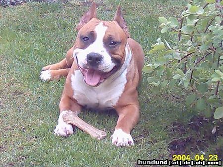 American Staffordshire Terrier Hunde Foto 10830 American Staffordshire Terrier Mexxi