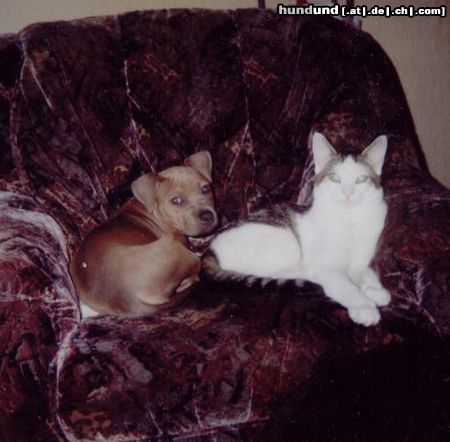 American Staffordshire Terrier