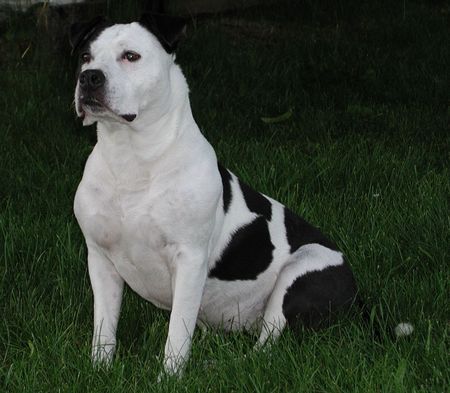 American Staffordshire Terrier Hunde Foto 27617 in höherer Auflösung ansehen American Staffordshire Terrier My fair Lady