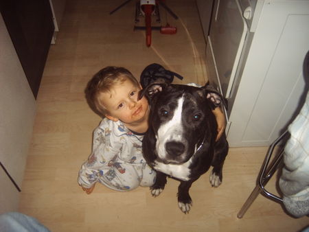 American Staffordshire Terrier Hunde Foto 28112 American Staffordshire Terrier Lennox und sein bester freund