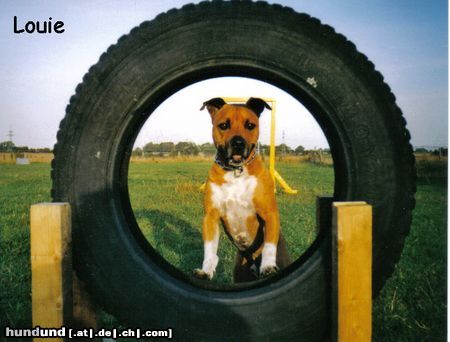 American Staffordshire Terrier Hunde Foto 15141 American Staffordshire Terrier louie will was tun!