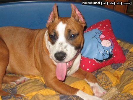 American Staffordshire Terrier Hunde Foto 7576 American Staffordshire Terrier Mexx
