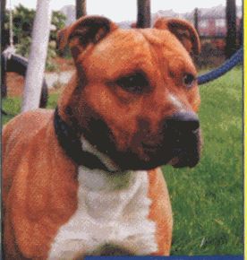 American Staffordshire Terrier Hunde Foto 28166 American Staffordshire Terrier