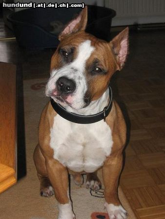 American Staffordshire Terrier Hunde Foto 9578 American Staffordshire Terrier Mexx