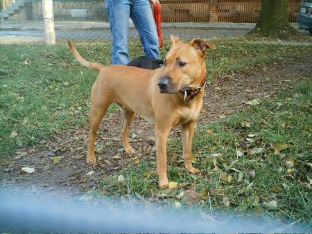 American Staffordshire Terrier Hunde Foto 29751 American Staffordshire Terrier susi 2 jahre