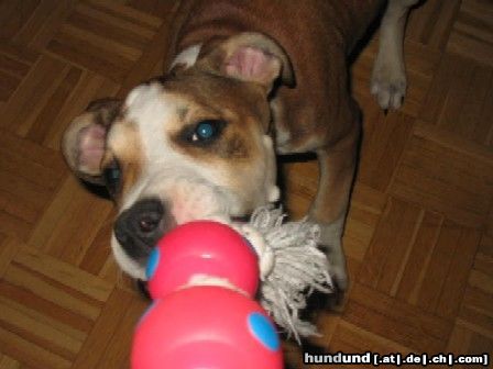 American Staffordshire Terrier