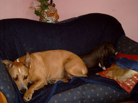 American Staffordshire Terrier Hunde Foto 26907 American Staffordshire Terrier spike und minischweinchen gino
