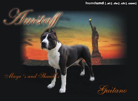 American Staffordshire Terrier Guitano