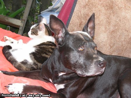 American Staffordshire Terrier Hunde Foto 24199 American Staffordshire Terrier