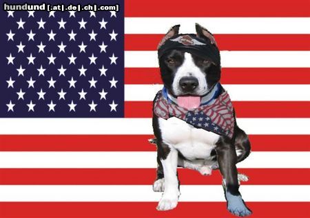 American Staffordshire Terrier Guitano