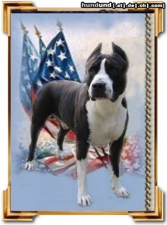 American Staffordshire Terrier Guitano