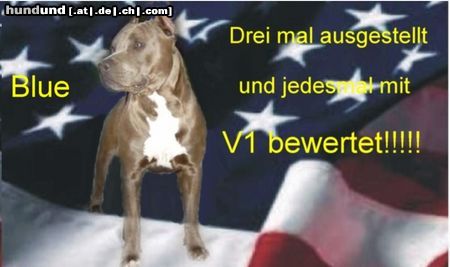 American Staffordshire Terrier Hunde Foto 13129 American Staffordshire Terrier Blue