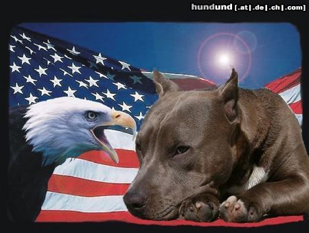 American Staffordshire Terrier Hunde Foto 11990 American Staffordshire Terrier Blue Rock