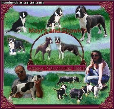 American Staffordshire Terrier Guitano