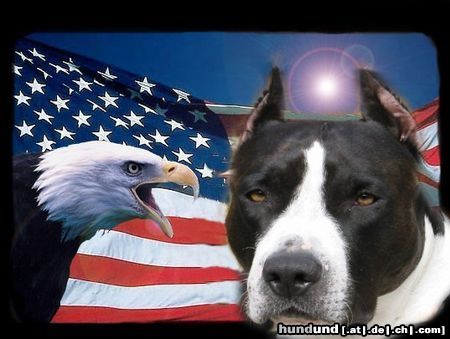 American Staffordshire Terrier Hunde Foto 11127 American Staffordshire Terrier