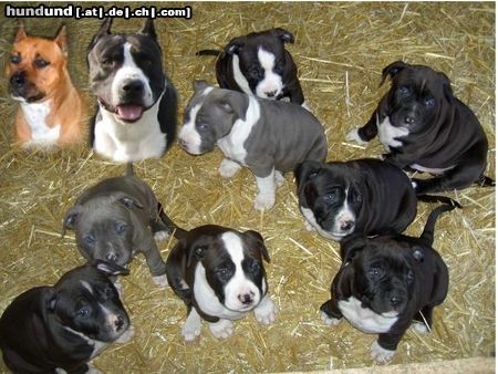 American Staffordshire Terrier Hunde Foto 21145 in höherer Auflösung ansehen American Staffordshire Terrier Welpen von Surprise und Guitano
