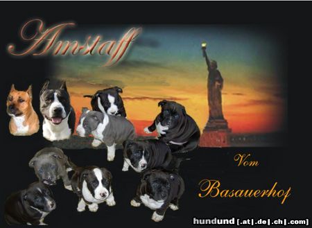 American Staffordshire Terrier Hunde Foto 21165 in höherer Auflösung ansehen American Staffordshire Terrier Amstaff vom Basauerhof