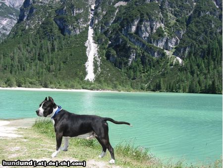 American Staffordshire Terrier Guitano