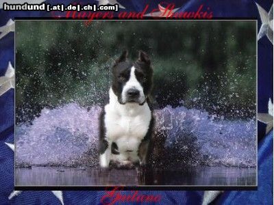 American Staffordshire Terrier Hunde Foto 16077 in höherer Auflösung ansehen American Staffordshire Terrier Guitano