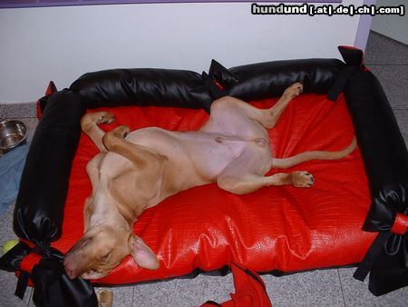 American Staffordshire Terrier  Snoop´s neue Couch