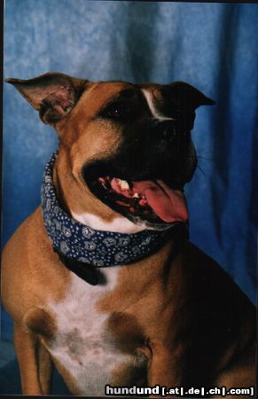 American Staffordshire Terrier meine  Tessa