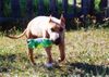 American Staffordshire Terrier Hund